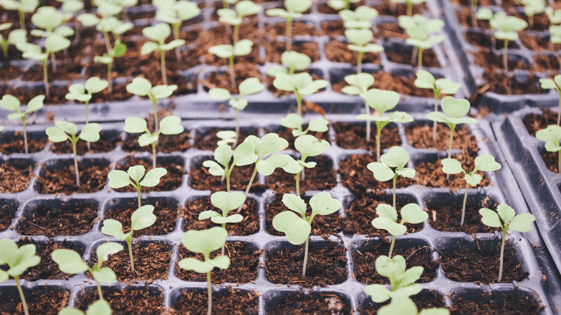 Apartment Gardening With Kids