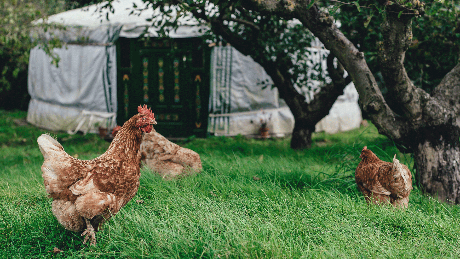9 Tips For Keeping Chooks