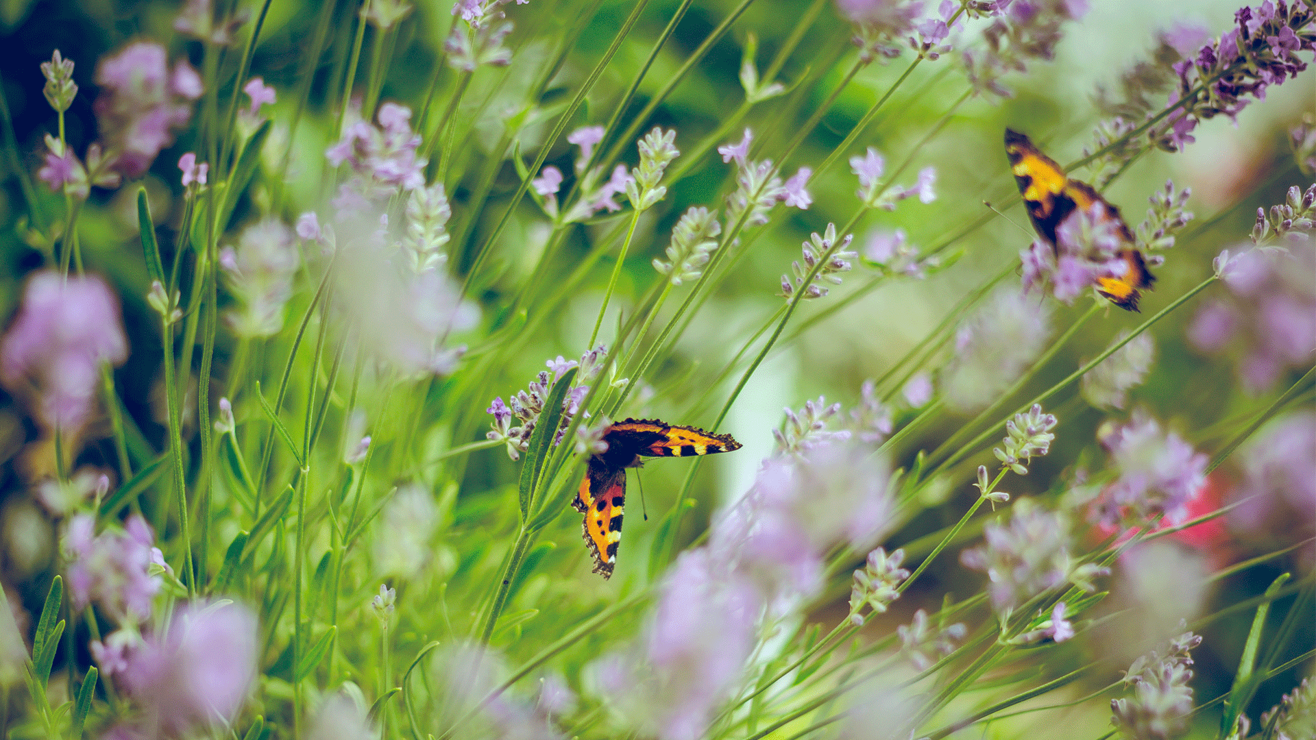 Sensory Gardens