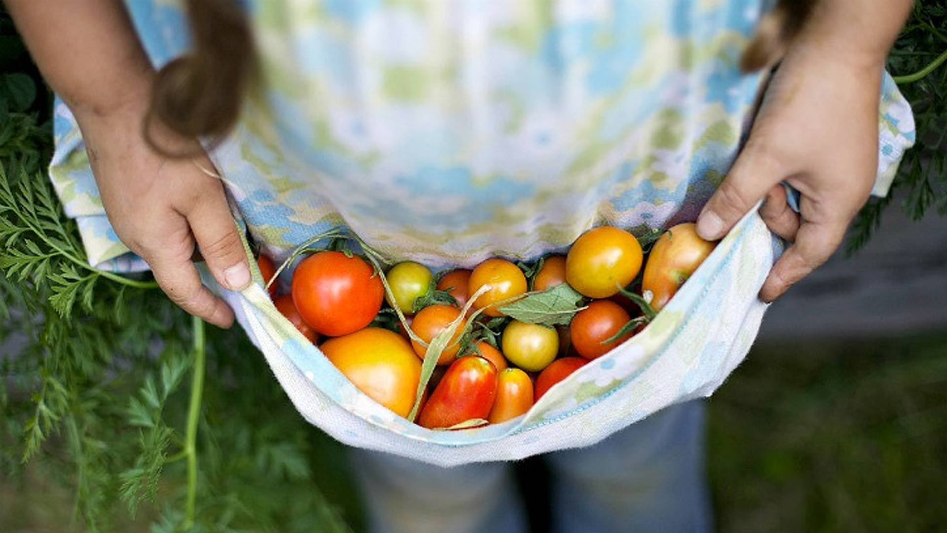 apron-of-tomatoes-large