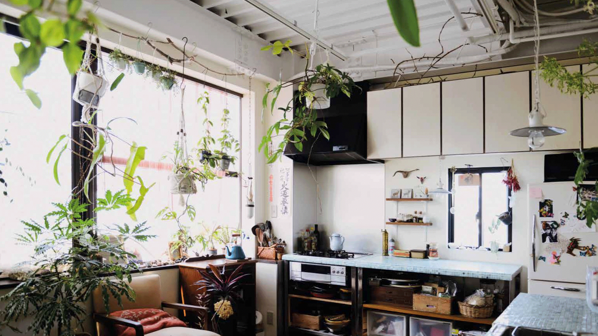 Indoor Green: Living With Plants