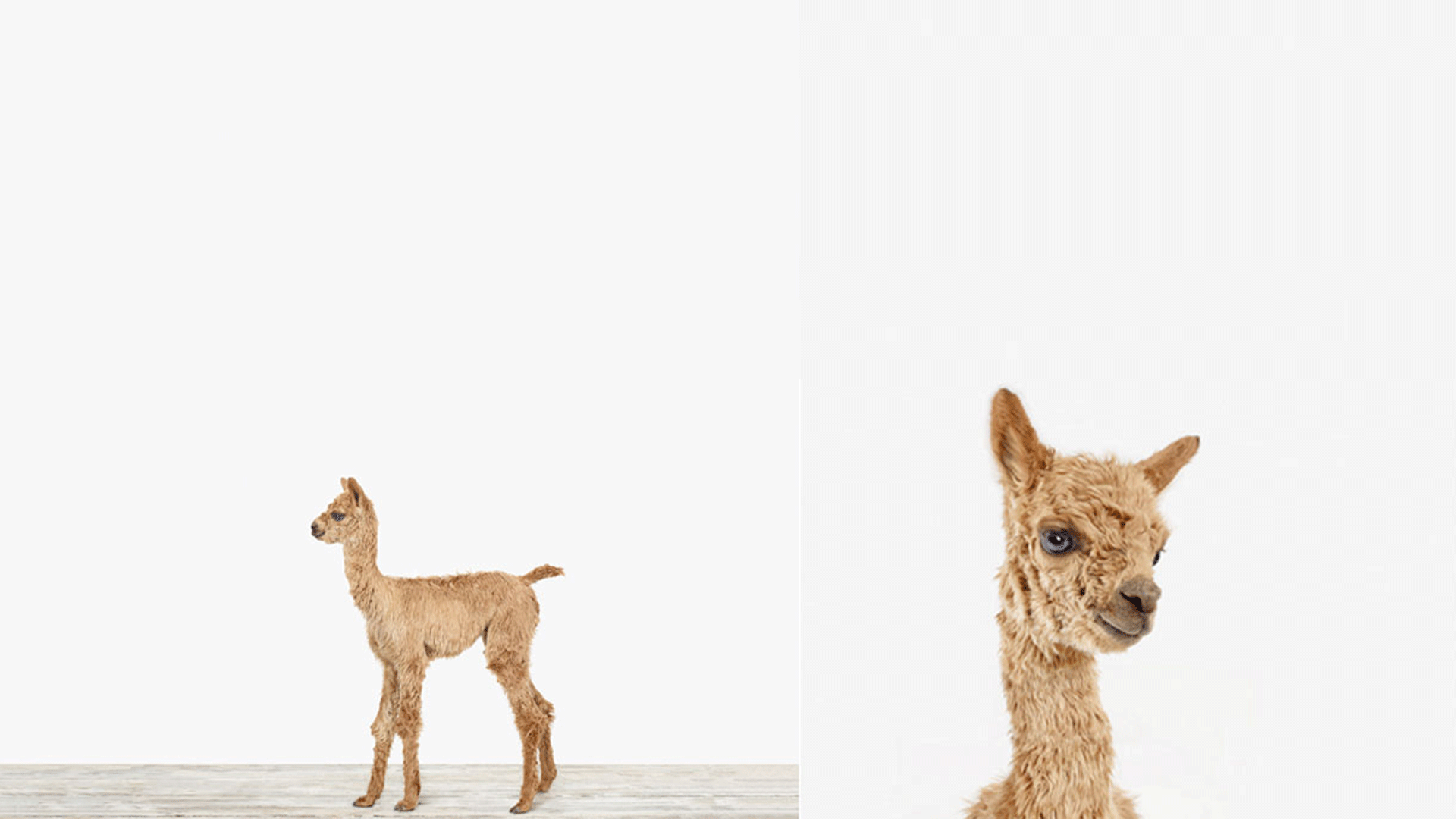 We Love….Llamas