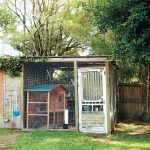 a guide to keeping backyard chickens on child mags blog