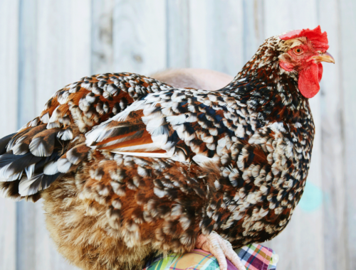 a guide to keeping backyard chickens