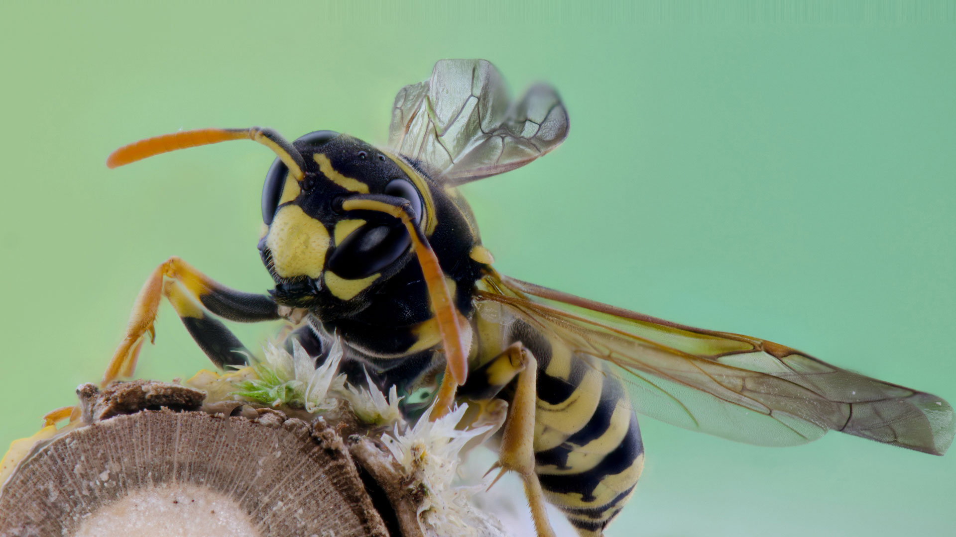 Paperwasp