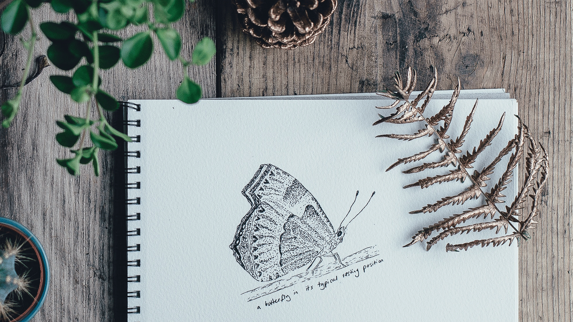 Butterfly Illustration