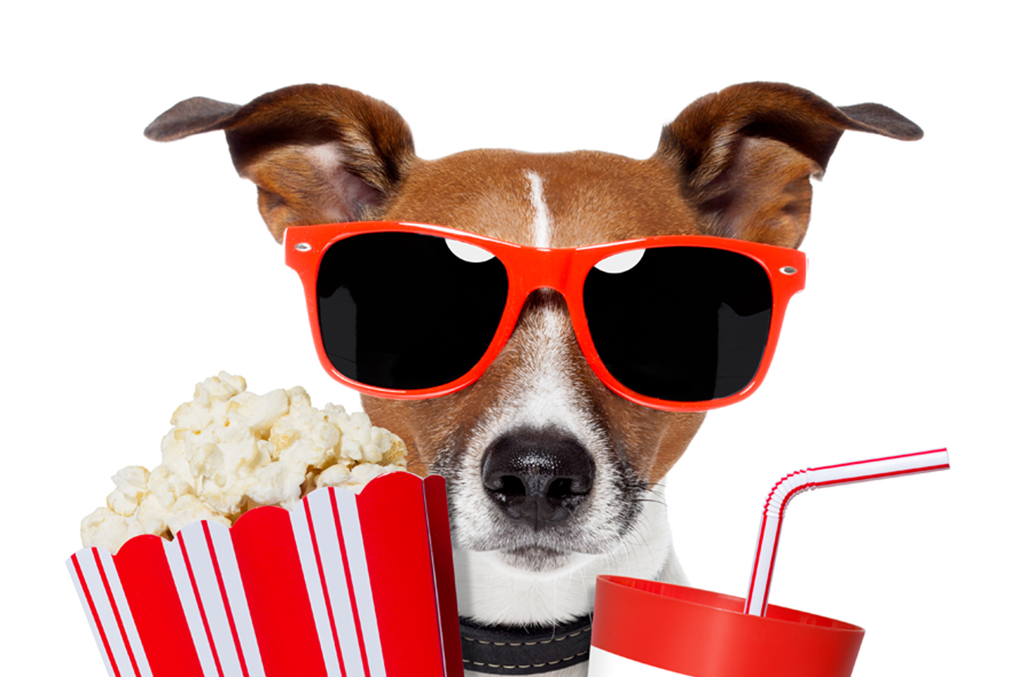 Dog-movie-theme