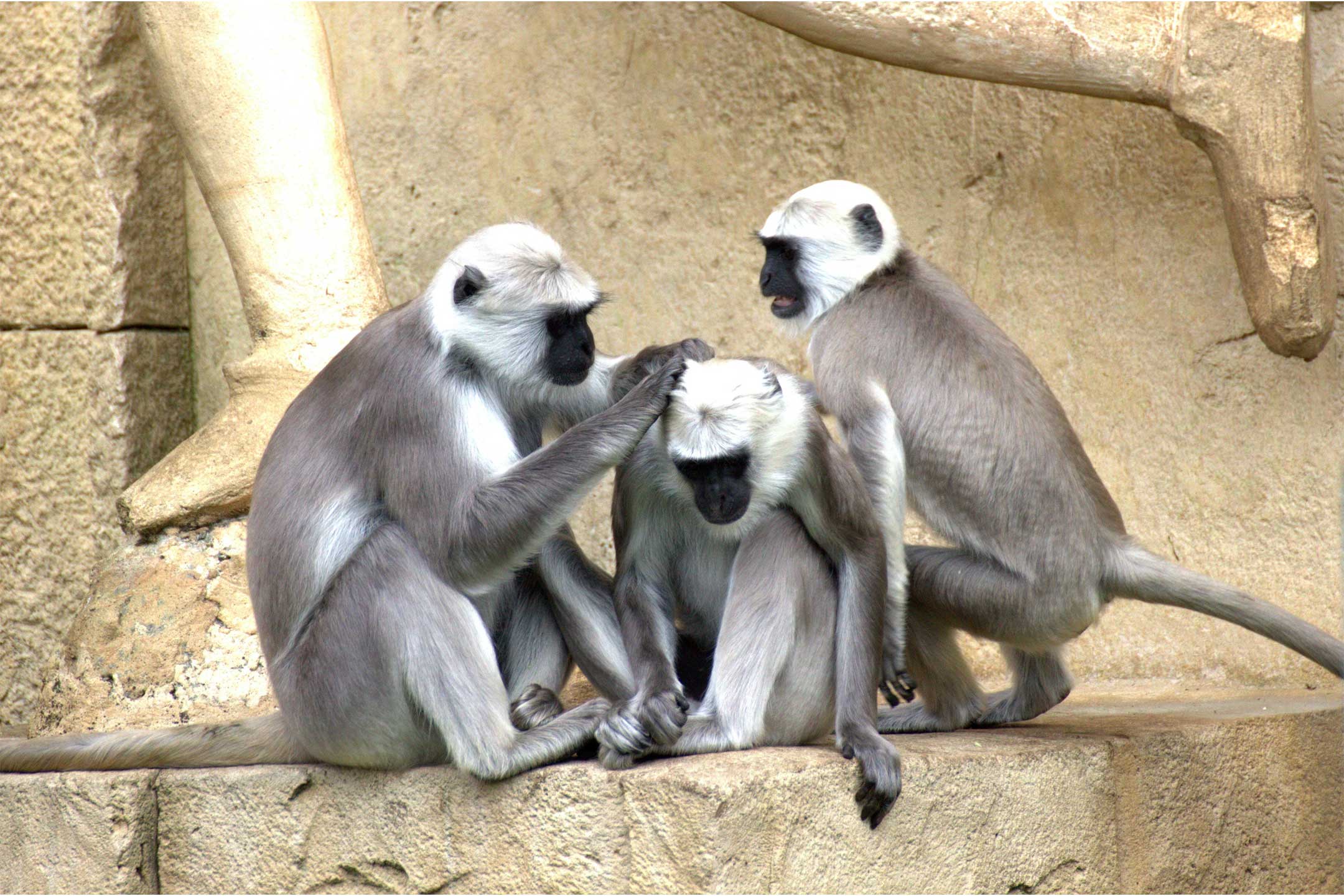 lice-monkeys2160