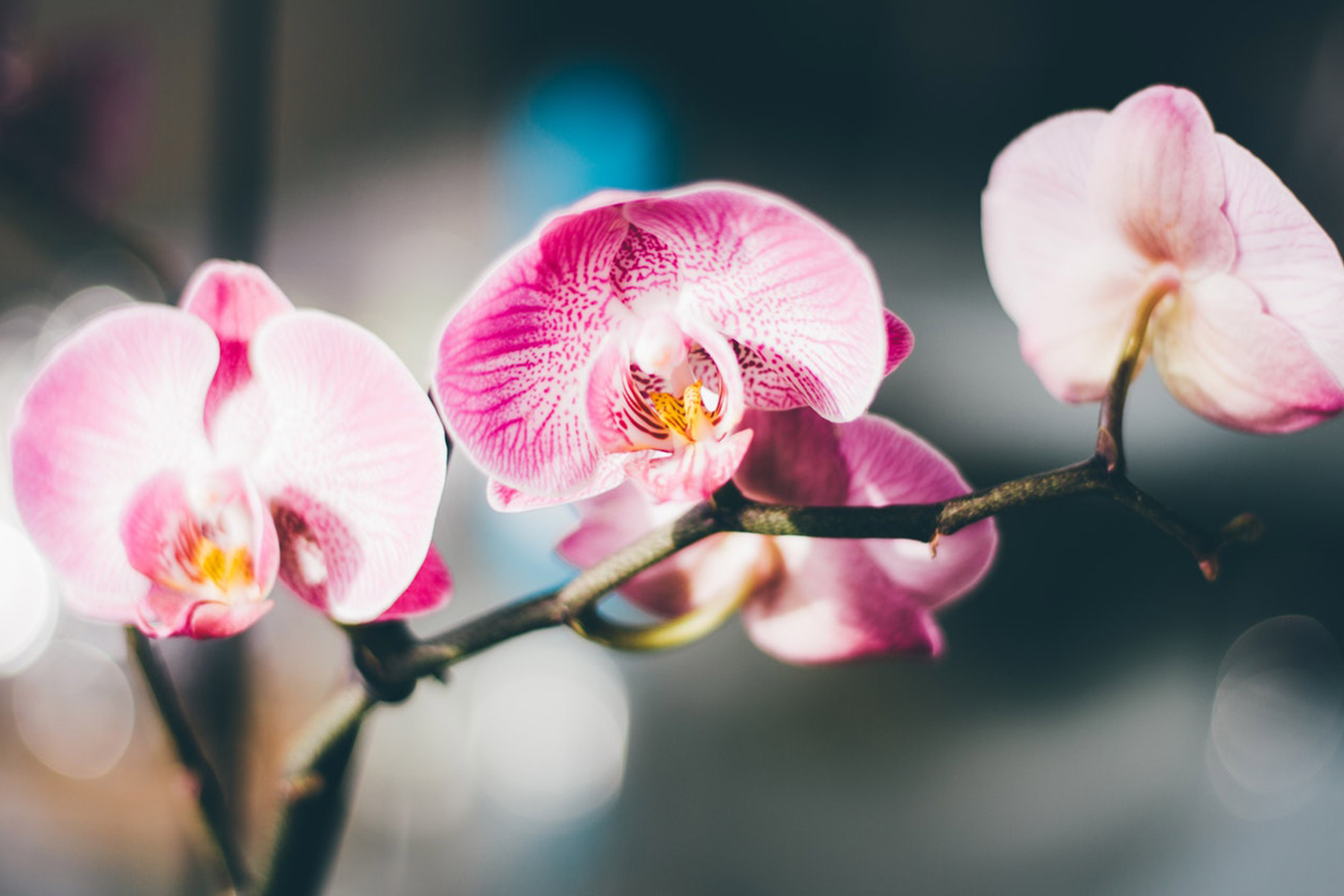 rareblooms-orchid2160