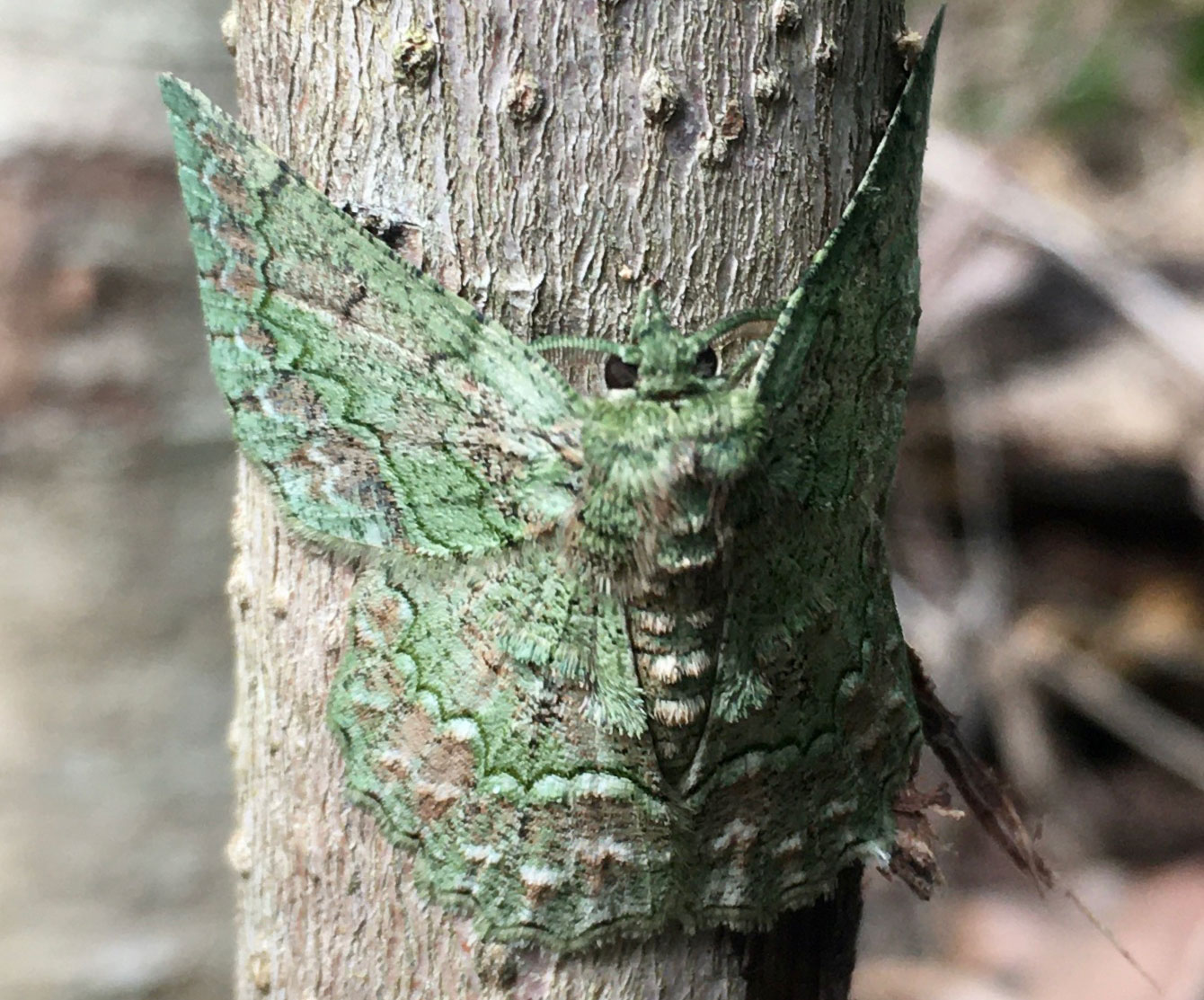 7-year-old-Jarrah-McGauran-and-his-stunning-image-of-a-camouflaged-moth2160