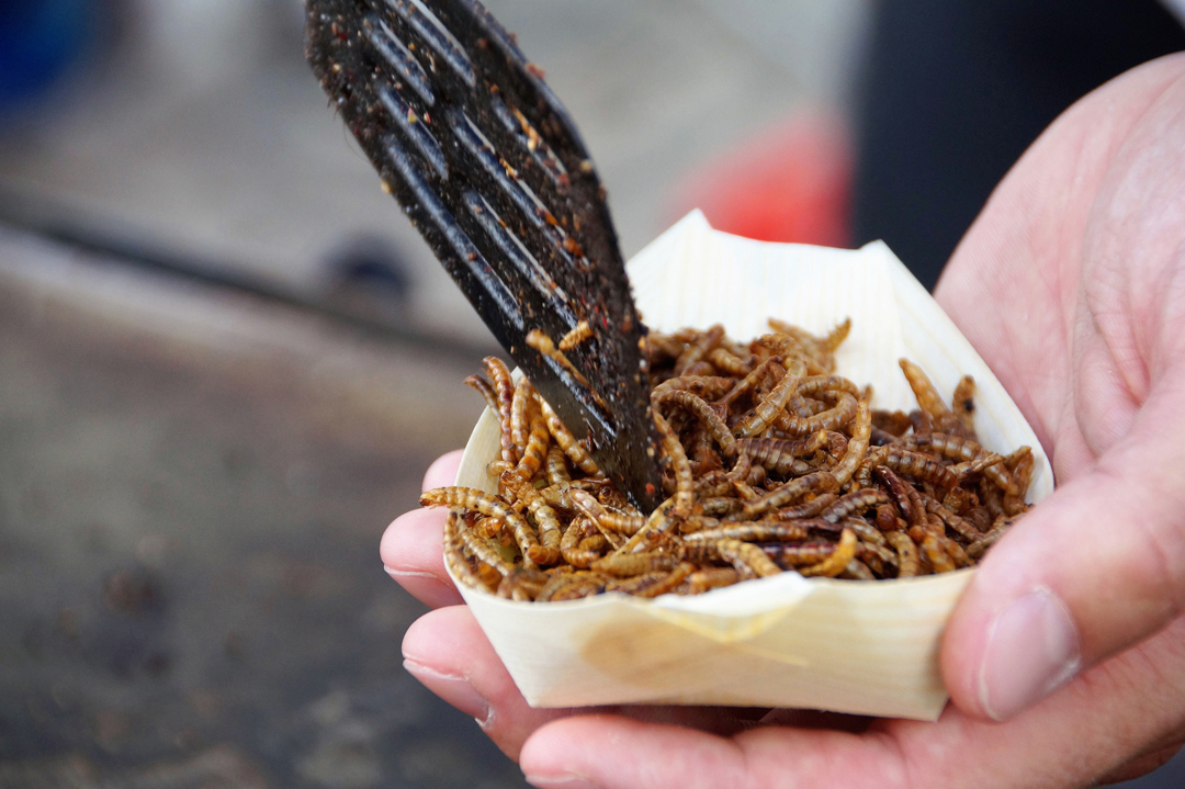 eating-bugs2160