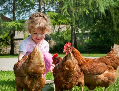 child-feeding-backyard-chickens2160