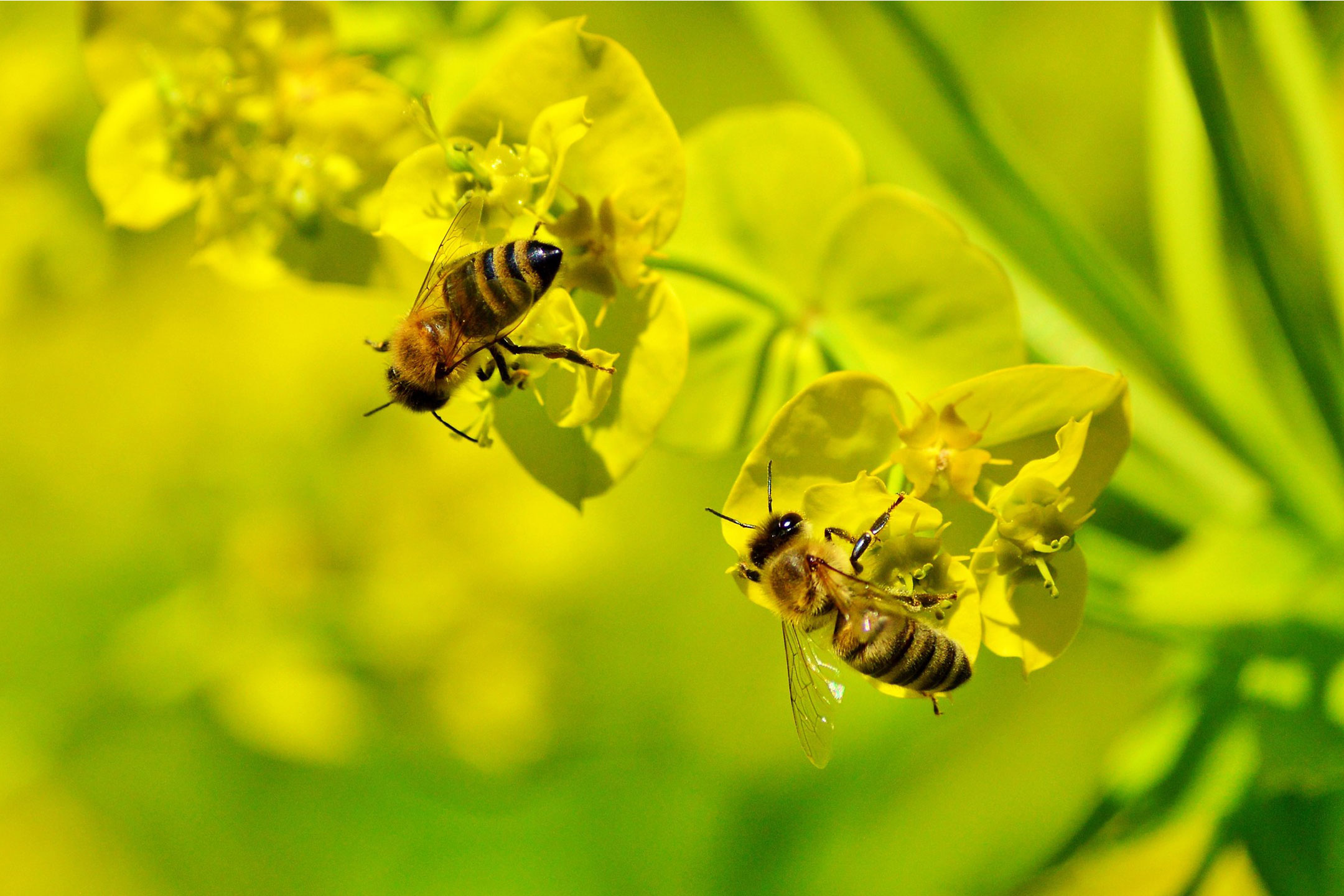bee-junior-landcare-2160