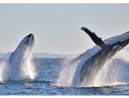Port Macquarie whales2160