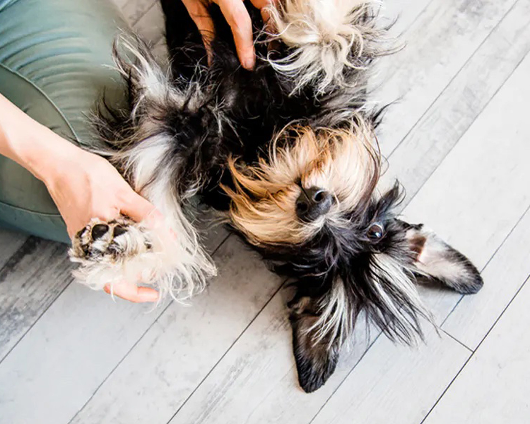 talk-to-my-little-dog-