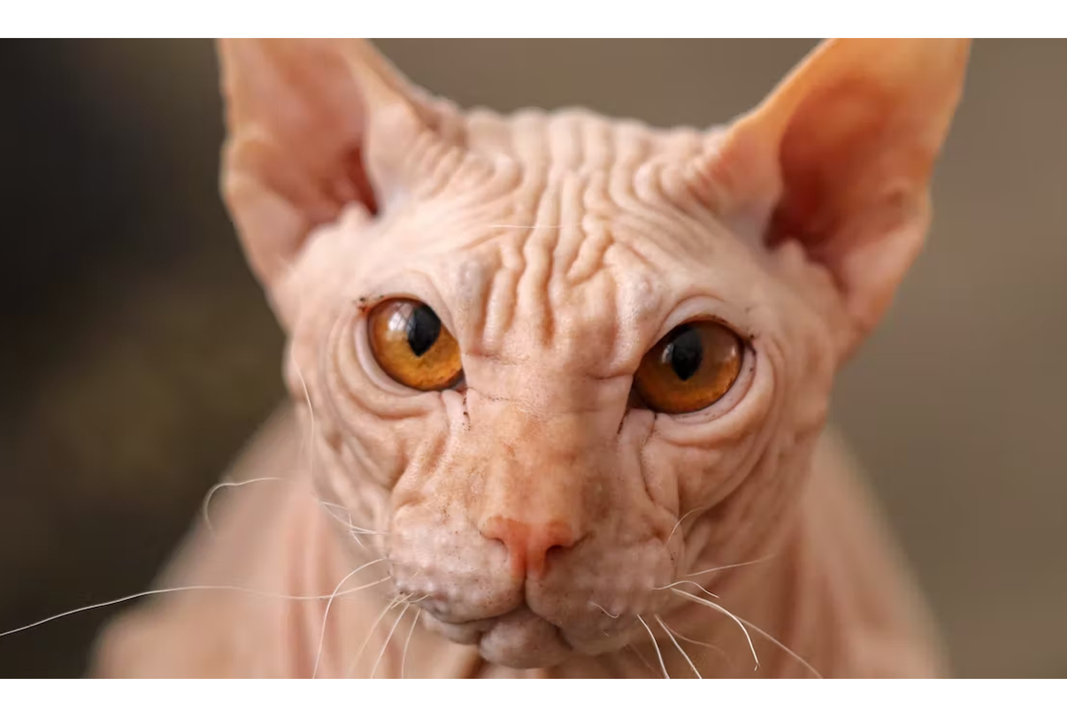 Do hypoallergenic cats even exist? • CHILD Magazines